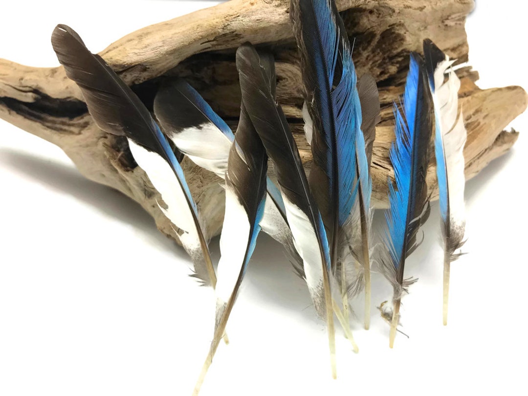 Rare Feathers, 10 Pieces Natural Light Blue Common Kingfisher