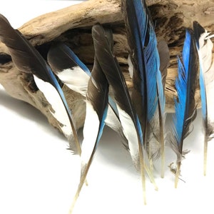 Small Blue Jay Feathers