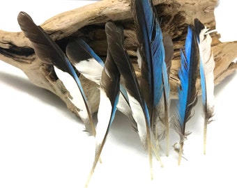 Rare Feathers, 10 Pieces - Natural Light Blue Common Kingfisher Exotic Wing Feathers : 4517