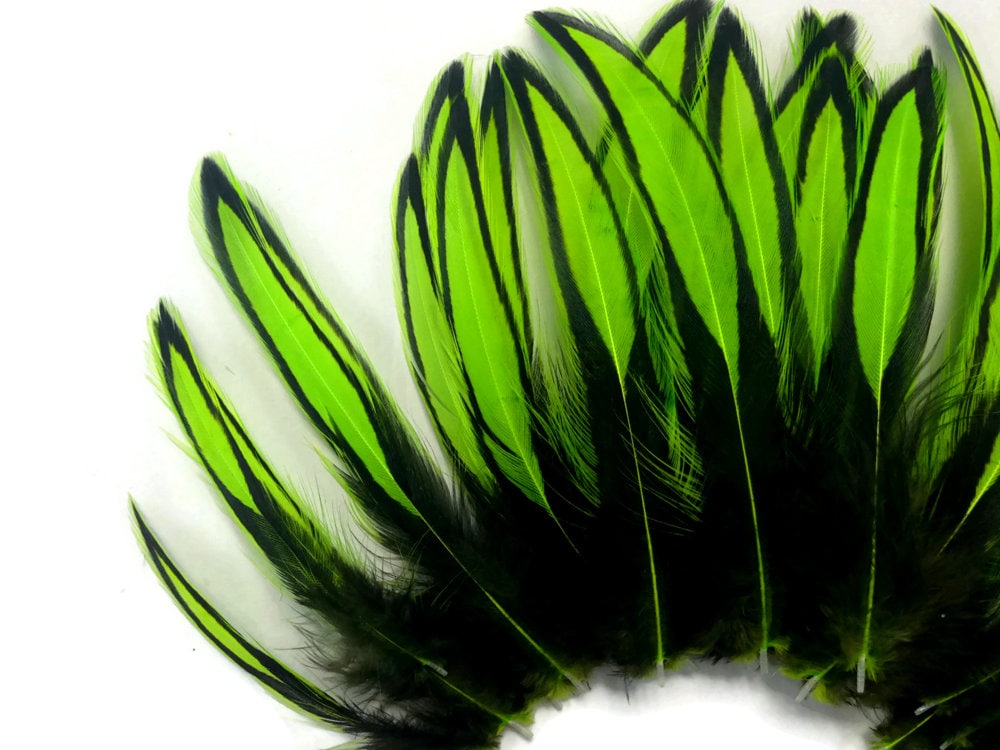 Laced Hen Feathers 1 Dozen Lime Green BLW Whiting Laced Hen Etsy