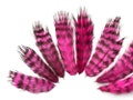 Fluffy small feathers, 1 Dozen - Hot Pink Grizzly Rooster Chickabou Fluff Feathers : 721