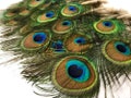 10 Pieces - 3-6" Mini Natural Green Iridescent Peacock Tail Body feathers Halloween Summer Craft Supply : 110