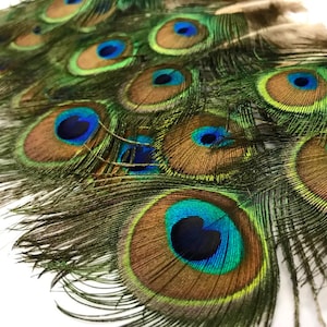 USA SELLER, 10 Pieces - 3-6" Mini Natural Green Iridescent Peacock Tail Body feathers Halloween Summer Craft Supply : 110
