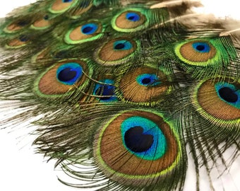 10 Pieces - 3-6&quot; Mini Natural Green Iridescent Peacock Tail Body feathers Halloween Summer Craft Supply : 110