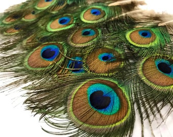 3-6" Peacock Feathers, 10 Pieces - MINI Natural Peacock Tail Body feathers : 110