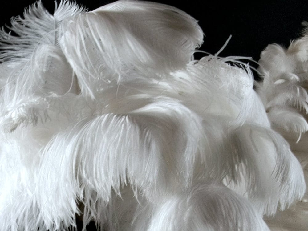 Confetti Craft Ostrich Feathers (White) for Sale Online
