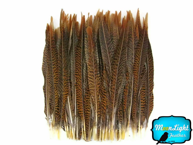 Natural Tail Feathers, 10 Pieces 10-12 Golden Pheasant Tail Feathers : 2123 image 3