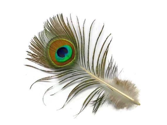Plumas de Pavo Real  Peacock feathers, Peacock, Peacock pictures