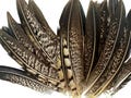 USA SELLER, 10 Pieces - 6-8" Natural Striped Lady Amherst Pheasant Tail Feathers Wedding Decor Halloween Craft Supply : 2227