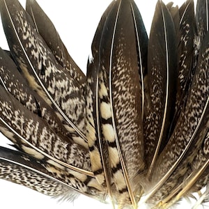 USA SELLER, 10 Pieces - 6-8&quot; Natural Striped Lady Amherst Pheasant Tail Feathers Wedding Decor Halloween Craft Supply : 2227