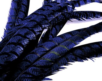 USA SELLER, 5 Pieces - 30-35" Navy Blue Zebra Lady Amherst Pheasant Tail Super Long Feathers Carnival, Costume, Party Supplies : 3995