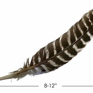 Wild Turkey Feathers, 6 Pieces - Natural Barred Wild Turkey Rounds Secondary Wing Quill Feathers : 3591