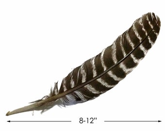 USA SELLER, 6 Pieces - Natural Barred Wild Turkey Rounds Secondary Wing Quill Black & White Feathers Mardi Gras Carnival Costume : 3591