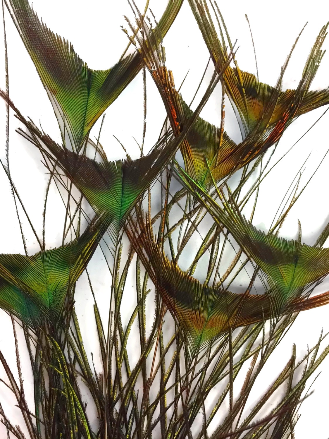 50 Pieces 10-12 Natural Peacock Tail Feathers