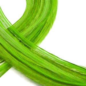 VENDEDOR DE EE. UU., 6 piezas - XL Verde Lima Sólido Extra Largo Fino Extensión de Pelo de Gallo de Whiting Farms Pluma para Atar Moscas de Verano: 208 imagen 1