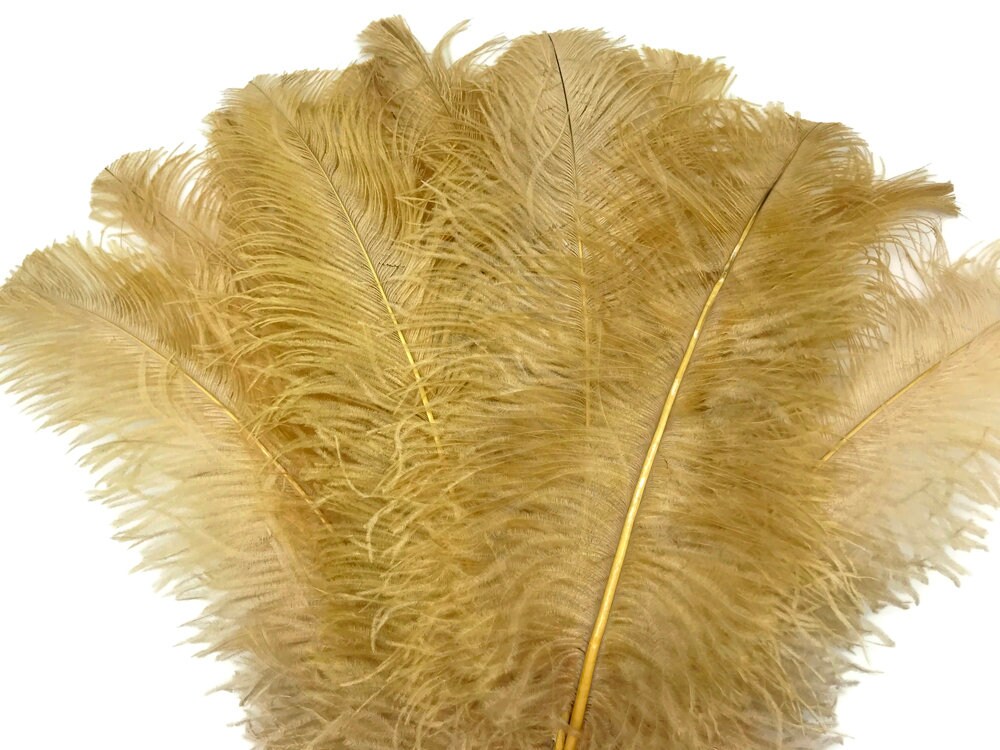 10 Ten old gold ostrich feathers 14-17 inch first grade selected quality 