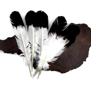 Eagle Feathers, 6 Pieces - Black Tipped &quot;Imitation Eagle&quot; Turkey Tom Rounds Secondary Wing Quill Feathers : 2070