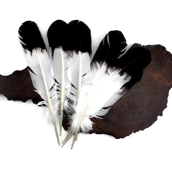 Eagle Feathers, 6 Pieces - Black Tipped "Imitation Eagle" Turkey Tom Rounds Secondary Wing Quill Feathers : 2070