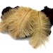 see more listings in the Ostrich Feathers section