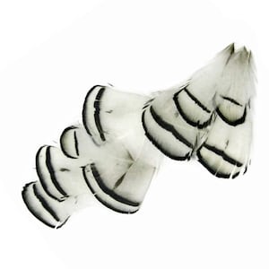 May include: A group of white feathers with black banding. The feathers are arranged in a fan shape, with the tips of the feathers pointing upwards.