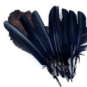 Puede incluir: Un montón de plumas de color azul oscuro con una superficie de madera marrón en el fondo.