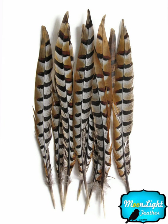 Natural Reeves Pheasant Feather 35-40 inches by the Piece