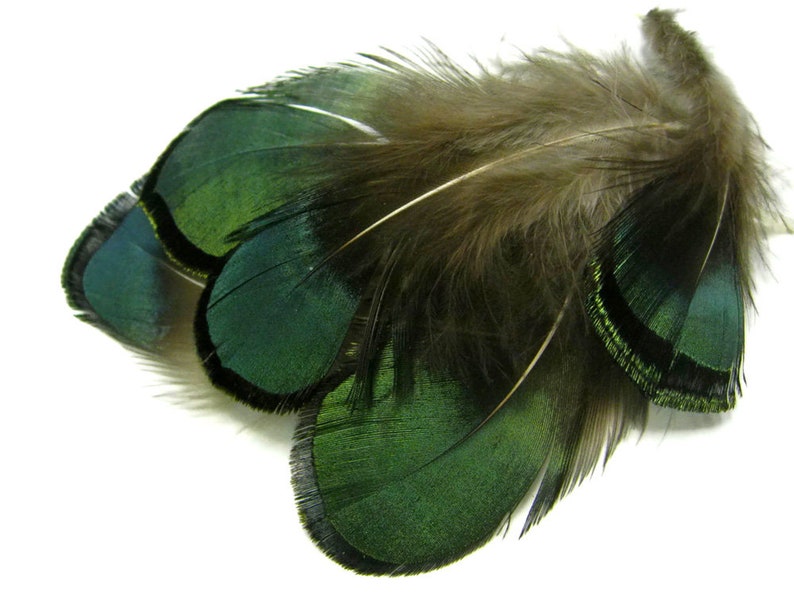 1 Pack Iridescent Green Bronze Lady Amherst Pheasant Plumage Tippet Feathers 0.10 Oz. Dream Catcher Fly Tying Supply : 492 image 6
