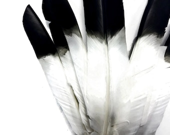 Eagle Feathers, 6 Pieces - Black Tipped Turkey Pointers 'Imitation Eagle' Large Wing Quill Halloween Feathers : 3811