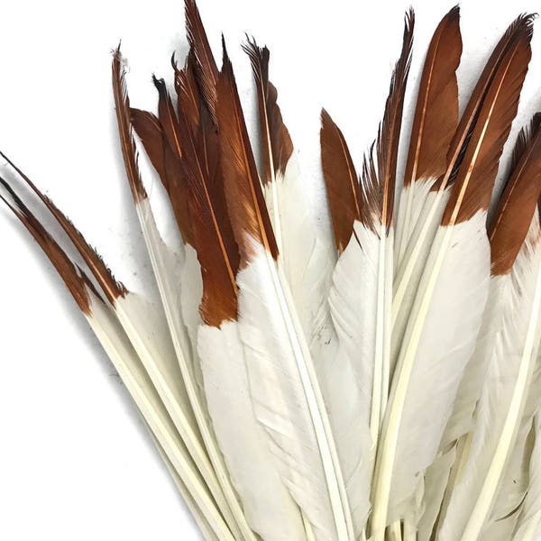 Eagle Feathers, 1 Pack - Brown Tipped Dyed Duck Primary Wing Pointer Feathers 0.50 Oz.: 4311