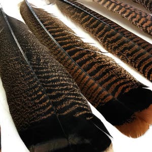 Puede incluir: Primer plano de varias plumas decorativas. Las plumas tienen una mezcla de colores marr&oacute;n, negro y beige. Las plumas tienen un patr&oacute;n de rayas y una punta oscura. Las plumas probablemente se utilizan para manualidades o decoraci&oacute;n.