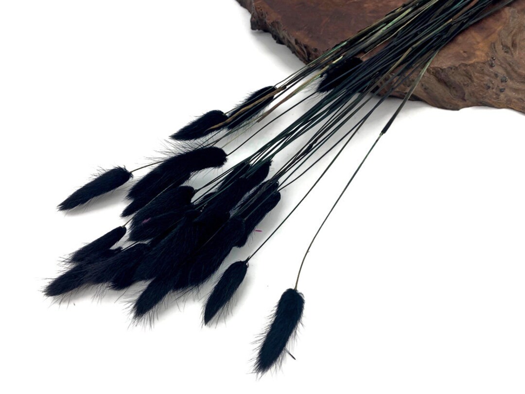30 Pieces 1215 Black Bunny Tail Preserved Dried Etsy UK