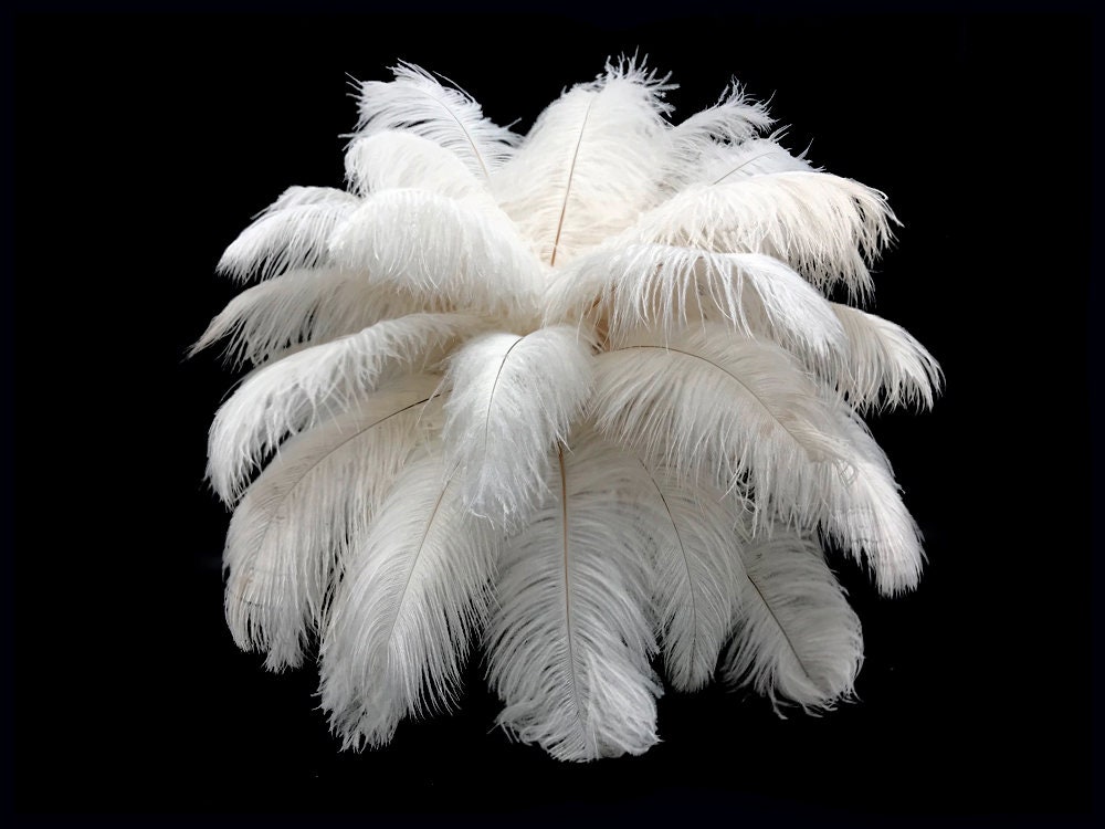  Pluma de avestruz blanca de 10 a 12 pulgadas, paquete de 100  unidades desde Nueva York : Arte y Manualidades