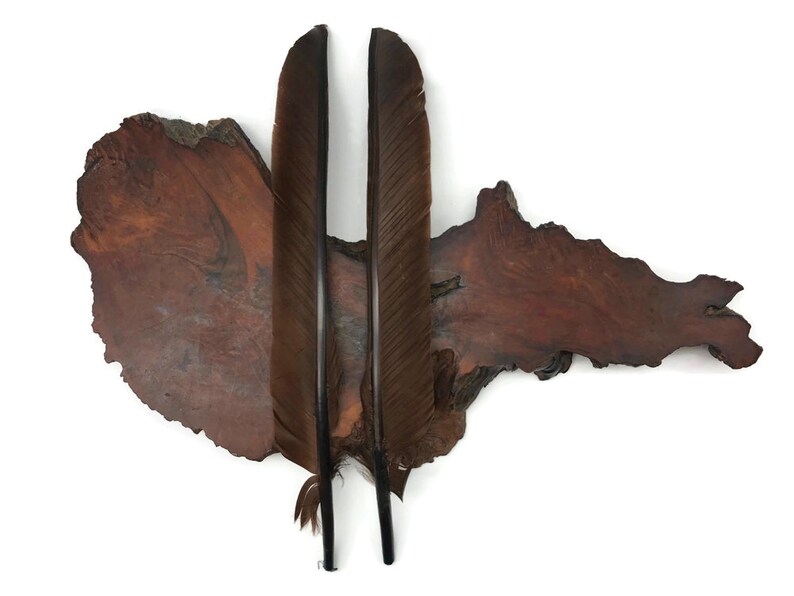 Wing Feathers, 6 Pieces - Brown Turkey Pointers Primary Wing Quill Large Feathers Halloween Costume Cosplay: 3627 
