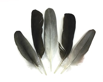Plumas libres de crueldad animal, 4 piezas - Plumas de ala de loro gris africano naturales, negras y grises - Raras - 4201