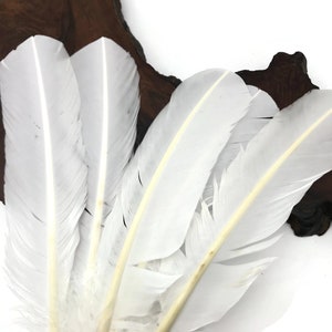 Puede incluir: Cinco plumas blancas con una pluma natural, dispuestas en forma de abanico sobre una superficie de madera marrón oscura.