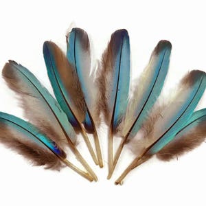 Rare Feathers, 10 Pieces - Natural Light Blue Common Kingfisher Mini Wing Feathers : 2334