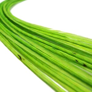 VENDEDOR DE EE. UU., 6 piezas - XL Verde Lima Sólido Extra Largo Fino Extensión de Pelo de Gallo de Whiting Farms Pluma para Atar Moscas de Verano: 208 imagen 4