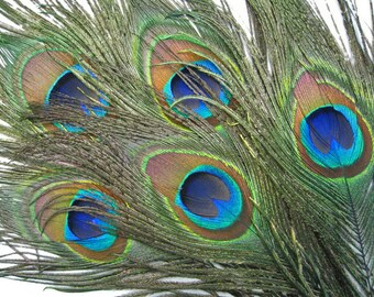 Wholesale 1/5/10/20/100 pcs Peacock Tail Feathers 12-15 inche /30-36cm Wholesale 1/5/10/20/100 pcs Peacock Tail Feathers 12-15 inche /30-36cm