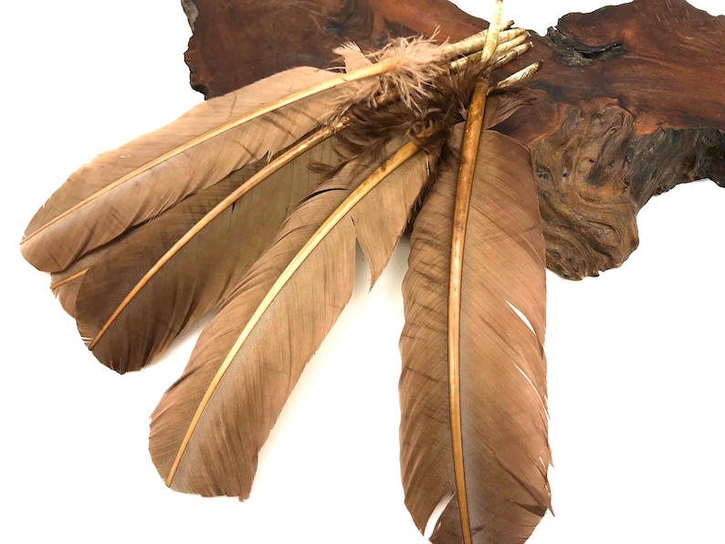 Light Brown Turkey Rounds Secondary Large Wing Quill Feathers Craft Supply Quill Feathers 6 Pieces 4185