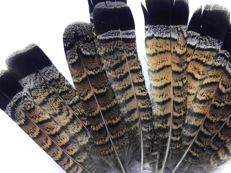 Exotic Feathers 5 Pieces Brown and Black Ruffed Grouse Tail - Etsy