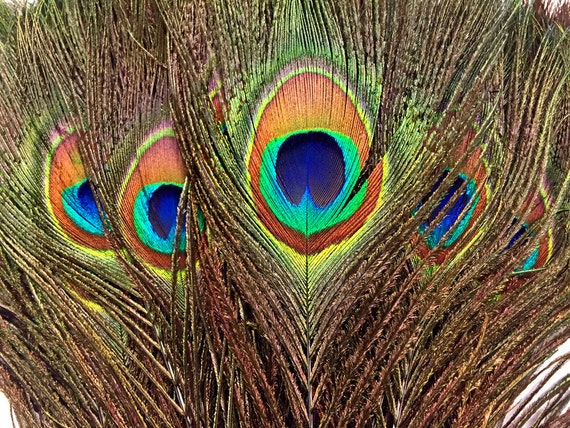 Natural Peacock Feathers, 8-15 Inch Natural Peacock Bird Feathers