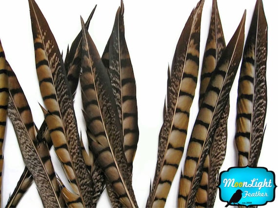 8-10/" NATURAL Lady Amherst Pheasant Tail Wholesale Feathers 50 Pieces bulk