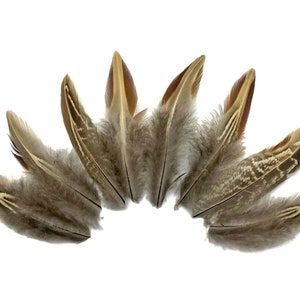 10 pieces Rare Two Tone Ringneck Body Plumage Feathers : 3641-119 image 3