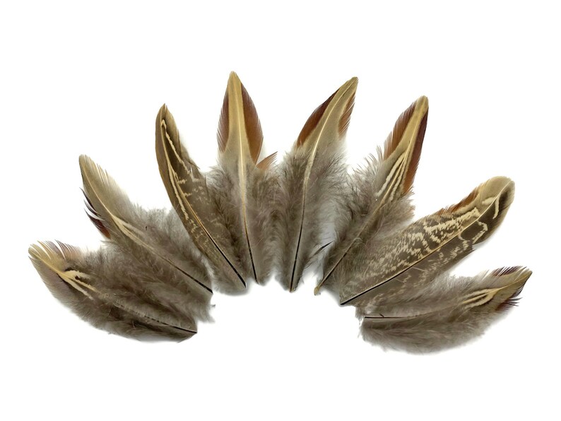 10 pieces Rare Two Tone Ringneck Body Plumage Feathers : 3641-119 image 3