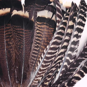 Puede incluir: Primer plano de una colecci&oacute;n de plumas de pavo. Las plumas muestran una variedad de patrones y colores, incluyendo tonos de marr&oacute;n, negro y blanco. Las plumas est&aacute;n dispuestas en forma de abanico sobre un fondo blanco.