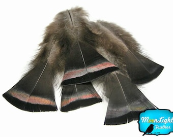 Wild Turkey Feathers, 20 Pieces- Bronze Black Wild Turkey Flats Body Feathers : 141