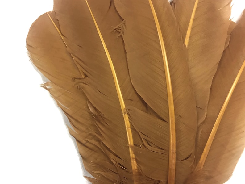 Light Brown Turkey Rounds Secondary Large Wing Quill Feathers Craft Supply Quill Feathers 6 Pieces 4185