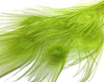 5 Pieces – Lime Green Bleached & Dyed Peacock Tail Eye Feathers 10-12” Long Halloween Craft Supply : 263