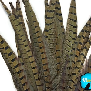 Tail Feathers, 50 Pieces - 8-10&quot; NATURAL Ringneck Pheasant Tail Wholesale Feathers (bulk) :3876