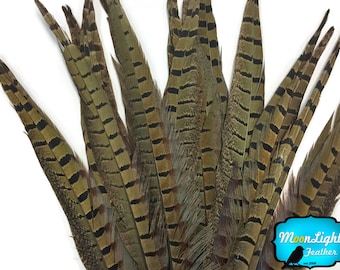 Tail Feathers, 50 Pieces - 8-10" NATURAL Ringneck Pheasant Tail Wholesale Feathers (bulk) :3876